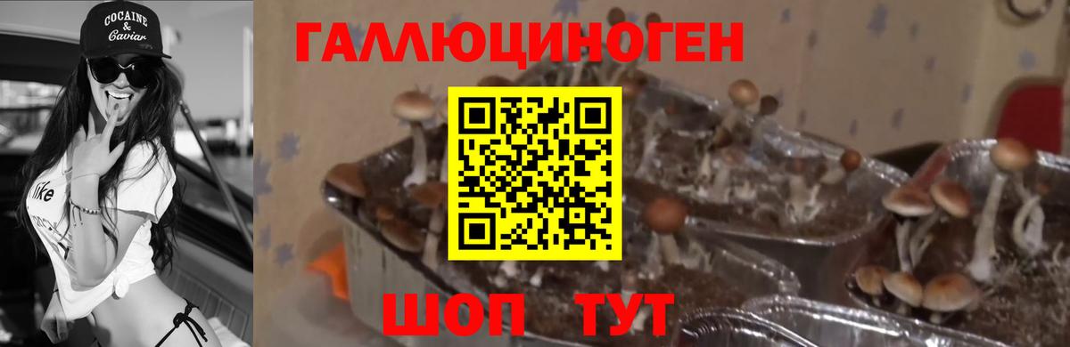 Псилоцибиновые грибы Psilocybine cubensis Коркино
